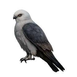 Mississippi Kite (Ictinia mississippiensis) featured animal image on AnimalDex