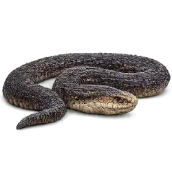 Mole Viper (Atractaspis microlepidota) featured animal image on AnimalDex