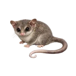 Monito del Monte animal lesson on AnimalDex