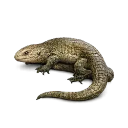 Monkey-tailed Skink (Corucia zebrata) featured animal image on AnimalDex
