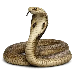 Monocled Cobra (Naja kaouthia) featured animal image on AnimalDex