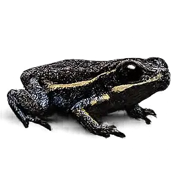 Monte Iberia Eleuth (Eleutherodactylus iberia) featured animal image on AnimalDex