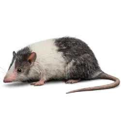 Moon Rat animal lesson image on AnimalDex