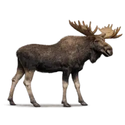 Moose (Alces alces) featured animal image on AnimalDex