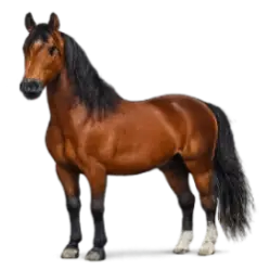 Morgan Horse animal lesson image on AnimalDex