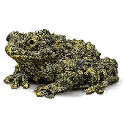 Mossy Frog (Theloderma corticale) featured animal image on AnimalDex