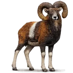 Mouflon (Ovis gmelini musimon) featured animal image on AnimalDex