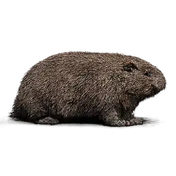 Mountain Beaver (Aplodontia rufa) featured animal image on AnimalDex