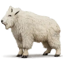 Mountain Goat (Oreamnos americanus) featured animal image on AnimalDex