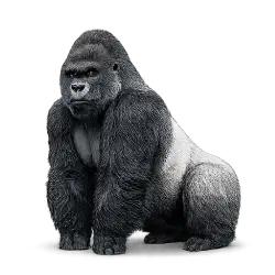 Mountain Gorilla