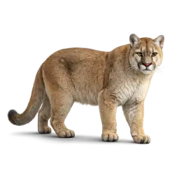 Mountain Lion animal lesson image on AnimalDex