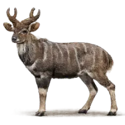 Mountain Nyala (Tragelaphus buxtoni) featured animal image on AnimalDex