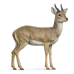 Mountain Reedbuck animal lesson image on AnimalDex