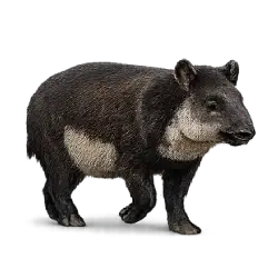 Mountain Tapir (Tapirus pinchaque) featured animal image on AnimalDex