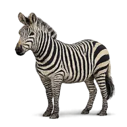 Mountain Zebra (Equus zebra) featured animal image on AnimalDex