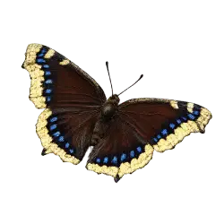 Mourning Cloak (Nymphalis antiopa) thumbnail image on AnimalDex