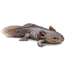 Mudpuppy (Necturus maculosus) featured animal image on AnimalDex