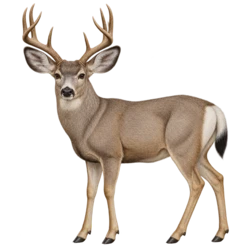 Mule Deer (Odocoileus hemionus) thumbnail image on AnimalDex