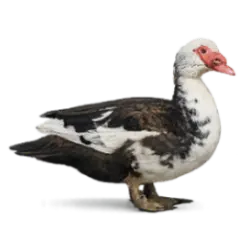 Muscovy Duck animal lesson image on AnimalDex