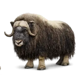 Musk Ox (Ovibos moschatus) featured animal image on AnimalDex