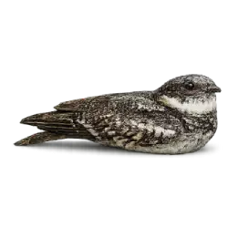 Nacunda Nighthawk (Chordeiles nacunda) featured animal image on AnimalDex