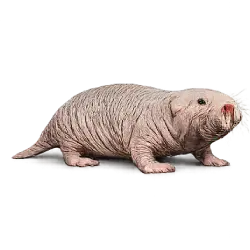 Naked Mole-rat (Heterocephalus glaber) featured animal image on AnimalDex