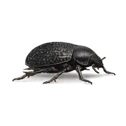 Namib Desert Beetle animal lesson on AnimalDex