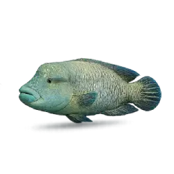 Napoleon Wrasse (Cheilinus undulatus) featured animal image on AnimalDex