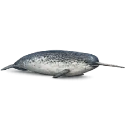 Narwhal (Monodon monoceros) featured animal image on AnimalDex