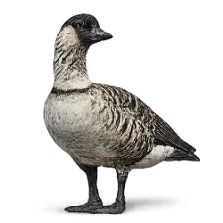 Nene (Branta sandvicensis) featured animal image on AnimalDex