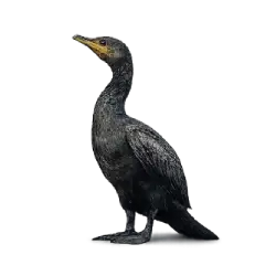 Neotropic Cormorant animal lesson image on AnimalDex