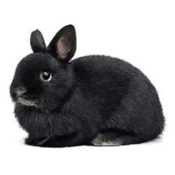 Netherland Dwarf Rabbit animal lesson image on AnimalDex