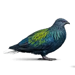 Nicobar Pigeon (Caloenas nicobarica) featured animal image on AnimalDex