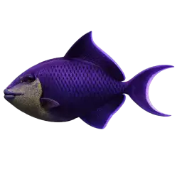 Niger Triggerfish (Odonus niger) thumbnail image on AnimalDex