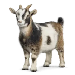 Nigerian Dwarf Goat animal lesson image on AnimalDex