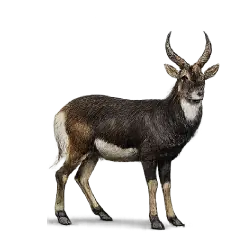 Nile Lechwe (Kobus megaceros) featured animal image on AnimalDex