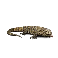 Nile Monitor (Varanus niloticus) thumbnail image on AnimalDex