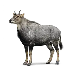 Nilgai (Boselaphus tragocamelus) thumbnail image on AnimalDex