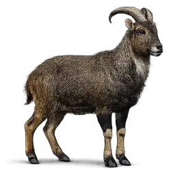 Nilgiri Tahr (Nilgiritragus hylocrius) featured animal image on AnimalDex