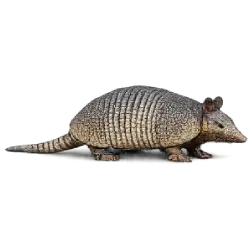 Nine-banded Armadillo (Dasypus novemcinctus) featured animal image on AnimalDex