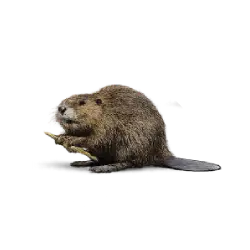 North American Beaver (Castor canadensis) featured animal image on AnimalDex