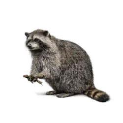 North American Raccoon (Procyon lotor) thumbnail image on AnimalDex