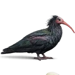 Northern Bald Ibis (Geronticus eremita) featured animal image on AnimalDex