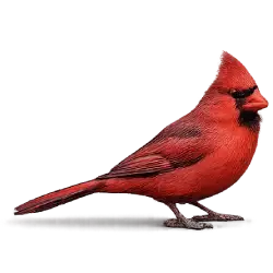Northern Cardinal (Cardinalis cardinalis) featured animal image on AnimalDex