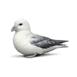Northern Fulmar (Fulmarus glacialis) featured animal image on AnimalDex