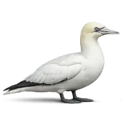 Northern Gannet (Morus bassanus) featured animal image on AnimalDex