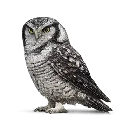 Northern Hawk Owl (Surnia ulula) featured animal image on AnimalDex