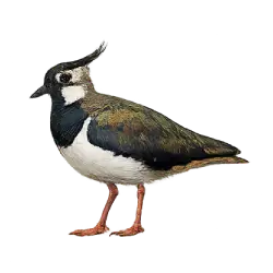 Northern Lapwing (Vanellus vanellus) featured animal image on AnimalDex