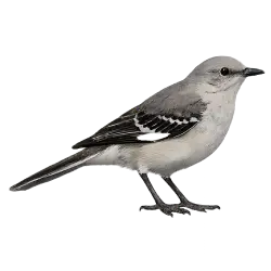 Northern Mockingbird (Mimus polyglottos) thumbnail image on AnimalDex