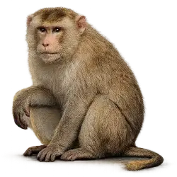 Northern pig-tailed macaque animal lesson image on AnimalDex